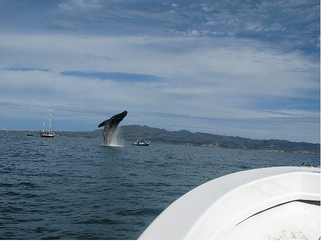  Baleines à Vallarta 